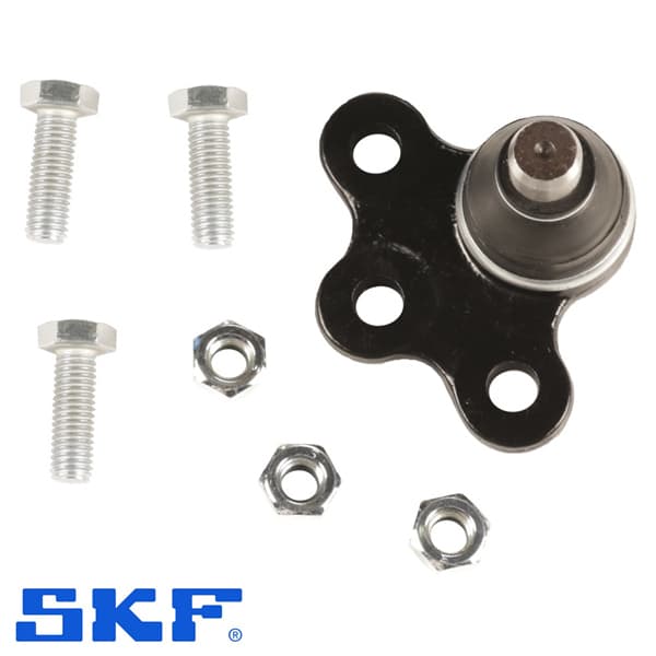 Rotula susp. vkds6359a corsaii 02/