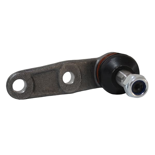 Rotula susp. thompson aveo