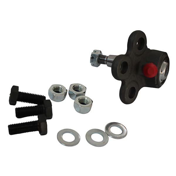 Rotula susp. trw jbj1256 captiva