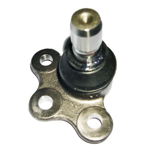 Rotula susp. nakata 10412 c3